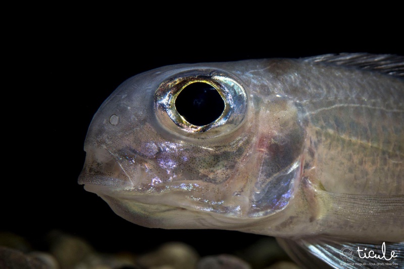 Xenotilapia ornatipinnis 'Burundi'